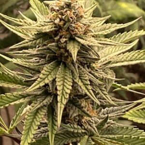 Moontan S1 10 Feminized Seeds