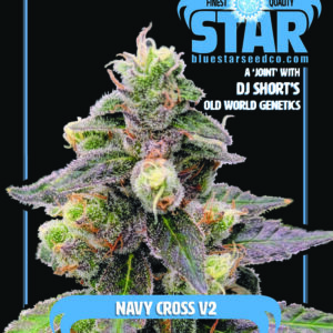 Navy Cross V2 F1 (Sour Diesel x 1998 F4 Blueberry S1) 4 Feminized Seeds