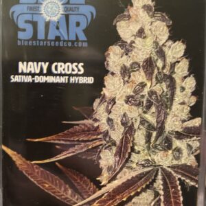 Navy Cross F1 (East Coast Sour Diesel x Blueberry F4) 13 Regular Seeds
