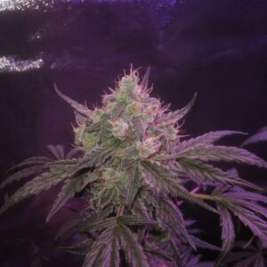 New Normal F1 Auto (BlkMrrr x Chikara) 5 Feminized Autoflower Seeds