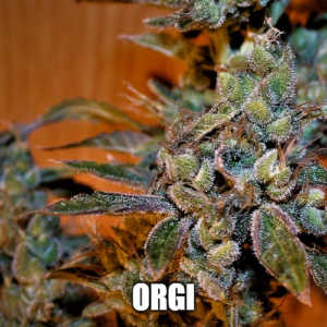 Orgi S1 10 Feminized Seeds