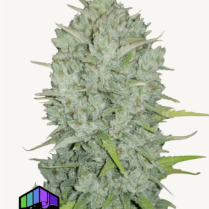 Northern Lights Auto 3 Feminized Autoflower Seeds