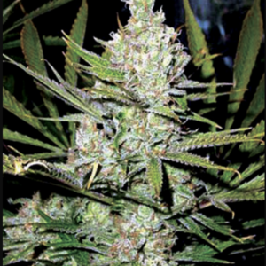 Northern Pride F1 (Northern Lights #1 x Afghan /Burmese) 10 Regular Seeds