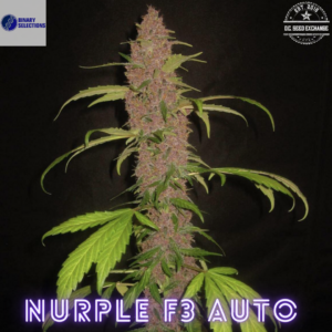 Nurple F3 Auto (BlackBerry Kush x Nami) 5 Feminized Autoflower Seeds