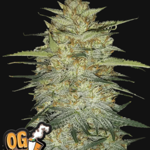 OG Kush Auto 3 Feminized Autoflower Seeds