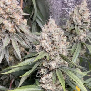 Olivia's Magic (Guava Melt x Jelly Pie) 10 Regular Seeds