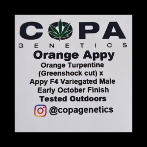 Orange Appy F1 (Orange Turpentine x Appy F4) 10 Regular Seeds