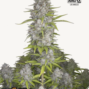 Orange Sherbet Auto 3 Feminized Autoflower Seeds