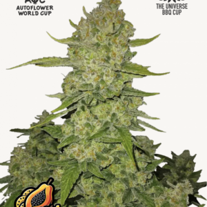 Papaya Cookies Auto 3 Feminized Autoflower Seeds