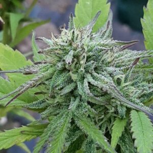 Pineapple Chakra F2 10 Regular Seeds