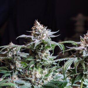 Pineapple Cream F1 (Cinderella 99 x Creamsizzle) 10 Feminized Seeds