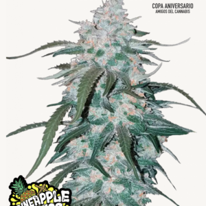 Pineapple Express Auto 3 Feminized Seeds