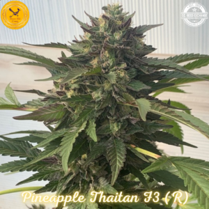 Pineapple Thaitan F3 (Pineapple Thai F3 x Goliath #33) 10 Regular Seeds