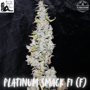 Platinum Smack F1 (Smackerz x Platinum Float) 10 Feminized Seeds