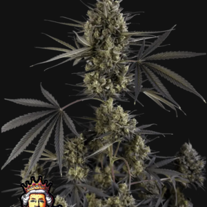 Pound Cake Auto 10 Feminized Autoflower Seeds