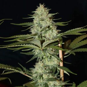 Princess Haze XX (Cinderella 99 x Princess Haze) 9 Female Seeds