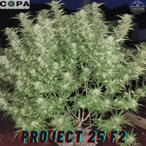 Project 25 F2 8 Feminized Seeds