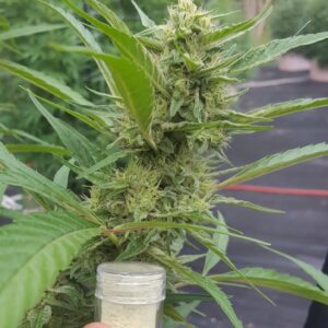 Project 25 F1 (Iranian OG x Fast Pink) 10 Regular Seeds