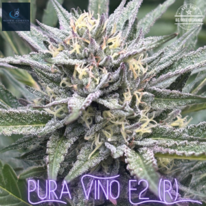 Pura Vino F2 (Nor-Cal Afghan Grape x One Love F11) 10 Regular Seeds