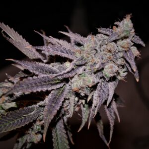 Purple Banana Cake S1 10 Feminized Seeds