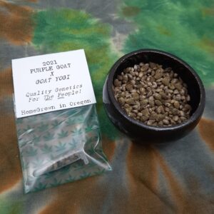 Purple Goat x Goat Yogi F1 15 Regular Seeds