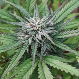 Purple Goat x Tree of Life BX x Pineapple Chakra 10 Regular Seeds