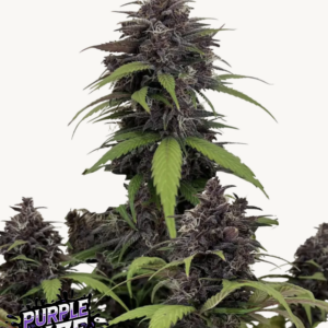 Purple Haze Auto 3 Feminized Autoflower Seeds