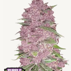 Purple Lemonade Auto 3 Feminized Autoflower Seeds
