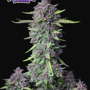 Purple Punch Auto 3 Feminized Autoflower Seeds