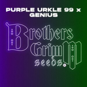 Purple Urkle 99 x Genius 9 Feminized Seeds