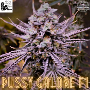 Pussy Galore F1 (Twinkle Tarts x Guava Melt) 10 Feminized Seeds