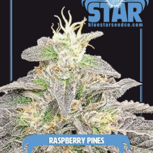 Raspberry Pines F1 (Sherbanger 22 x Blue Star) 4 Feminized Seeds