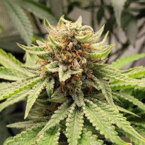 Red Ripple F1 (Grape Pie x Jelly Pie) 10 Regular Seeds