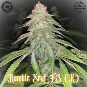 Rumble Seat F3 ([Runtz x {Kashmiri/Dosidos #22}] x I-95) 10 Regular Seeds