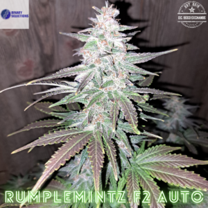 RumpleMintz F2 Auto (Pineapple Runtz Auto x Nurple) 5 Feminized Autoflower Seeds