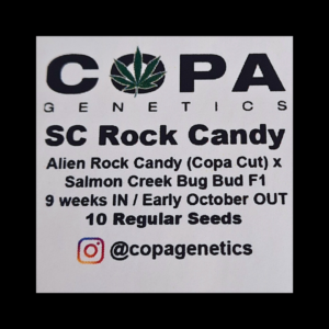 SC Rock Candy F1 (Alien Rock Candy x Salmon Creek Big Bud) 10 Regular Seeds