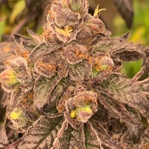 Sour Bird F3 (Gelato33 ‘cut-only’ x Rebel Sour F3) 10 Regular Seeds