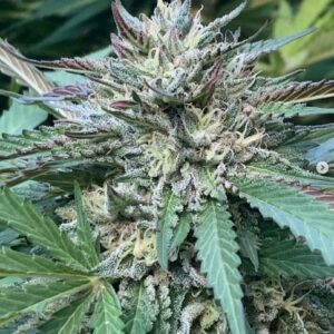 Sour Lemon Kush F3 (Humboldt Sour Diesel 'cut-only' x NorCal Lemon Kush F3) 10 Regular Seeds