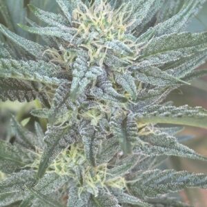 Sour Mangosteen F1 (Mangosteen ‘cut-only’ x Rebel Sour F3) 10 Regular Seeds