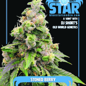 Stoned Berry F1 (Chem D x 1998 F4 Blueberry S1) 4 Feminized Seeds