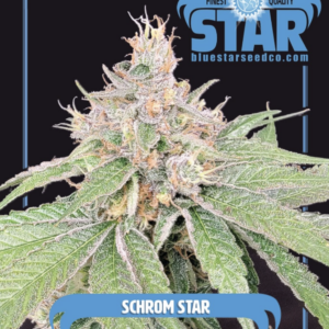 Schrom Star F1 (Schrom x Blue Star) 4 Feminized Seeds