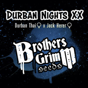Durban Nights XX ([Durban-Thai x Jack Herer] x Cinderella 99) 9 Female Seeds