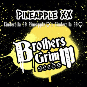 Pineapple XX (Cinderella 99 Pineapple x Cinderella 99) 9 Female Seeds