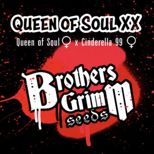 Queen of Soul XX (Queen of Soul x Cinderella 99) 9 Female Seeds