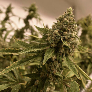 Ancient OG F3 100 Regular Seeds