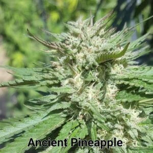 Ancient Pineapple F1 (Pineapple Express x AOG F2 PSM) 100 Regular Seeds
