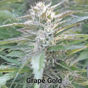 Grape Gold F1 (Ban Ham #21 x AOG F2 PSM) 100 Regular Seeds