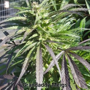 Grandaddy Meigs F1 ([{Meigs x Landrace} x GDP] x AOG F2 PSM) 100 Regular Seeds