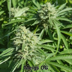 Meigs OG F1 (Meigs Gold x AOG F2 PSM) 10 Regular Seeds