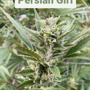Persian Girl F1 (Compost Mamma x Ancient OG F2 PSM) 10 Regular Seeds